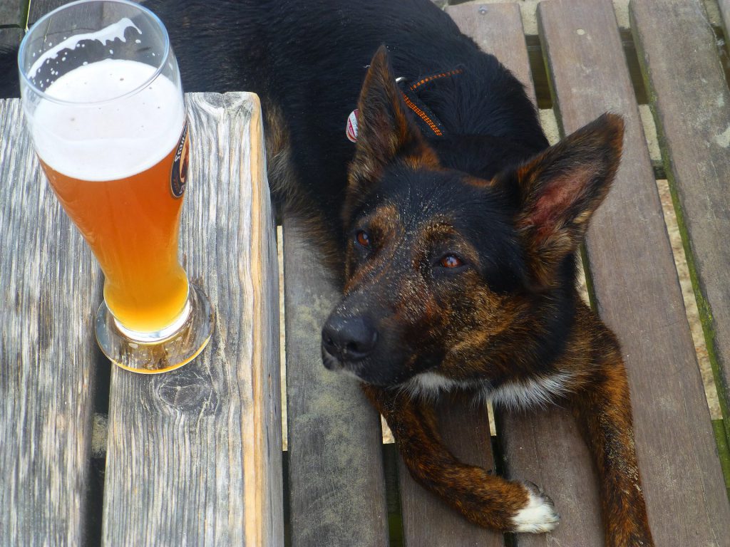 Read more about the article Attract customers with four-legged companions to dog-friendly pubs